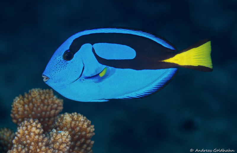 Don't forget Dory too